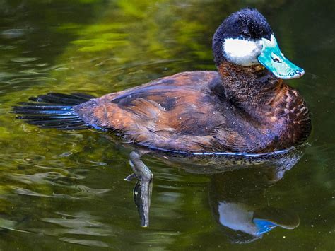 Blue Billed Duck Photograph by Brian Stevens