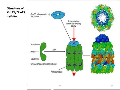 Molecular chaperones