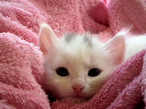 Cute Little Kitten Free Stock Photo - Public Domain Pictures