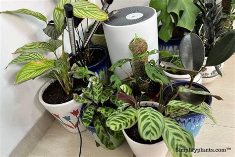 How To Care For Calathea Plant? (Complete Care Guide) » Simplify Plants