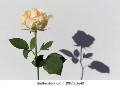 6,380 Light Yellow Rose With Stem Images, Stock Photos, 3D objects, & Vectors | Shutterstock