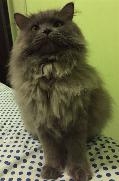 Gray Persian cat | Cute animals, Persian cat, Cats