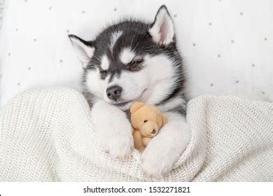 Sleeping Siberian Husky Puppy Embracing Toy Stock Photo 1532271821 ...