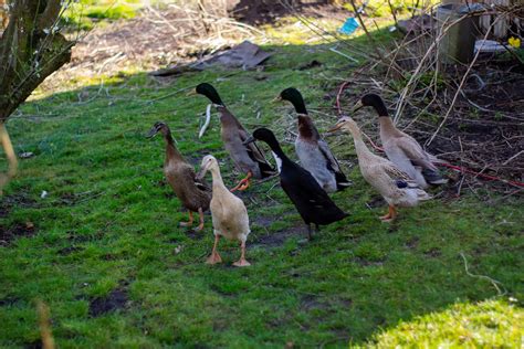 Top 5 Farm Ducks - The Poultry Feed