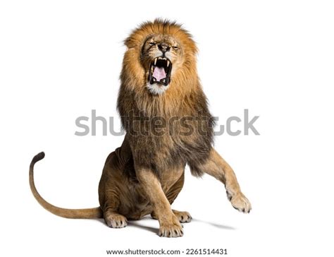 13,350 Teeth Carnivorous Lion Images, Stock Photos, 3D objects, & Vectors | Shutterstock