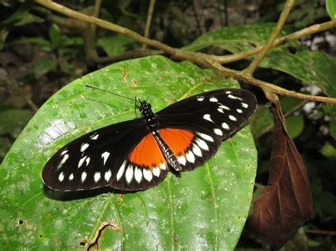 Heliconius hecalesia (Nymphalidae: Heliconiinae) PNN Selva… | Flickr