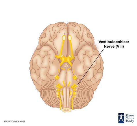 Vestibulocochlear Nerve - Function, Location, Anatomy and FAQs