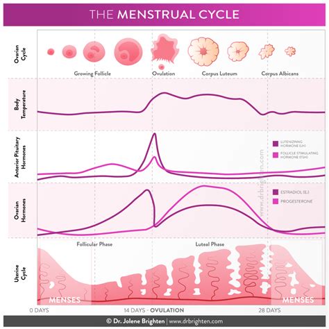 How To Check Hormone Levels - It marks a dramatic shift in hormone balance in the female body ...