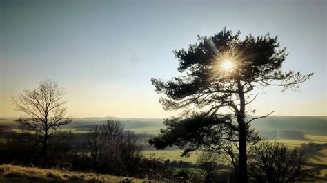 tree silhouette sunlight and light 4k HD Wallpaper