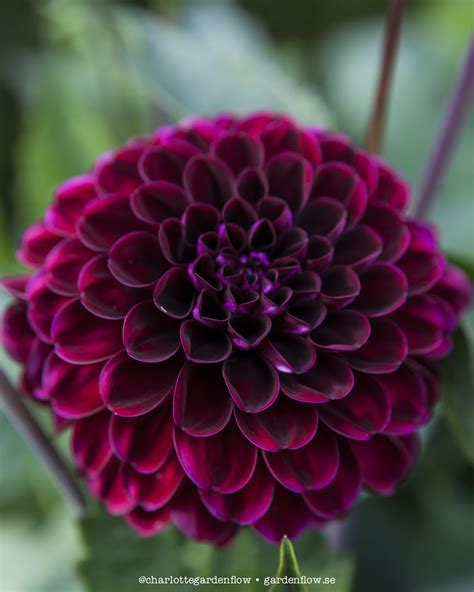 Dark red dahlias – www.gardenflow.se