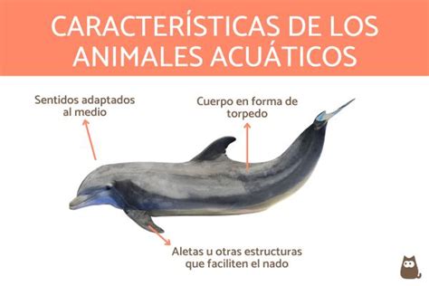 Animales acuáticos - Qué son, características y 20 EJEMPLOS (con fotos)