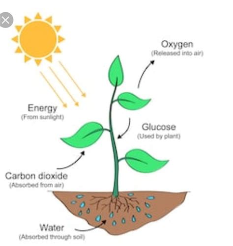 show the process of nutrition in plants with the help of diagram ...