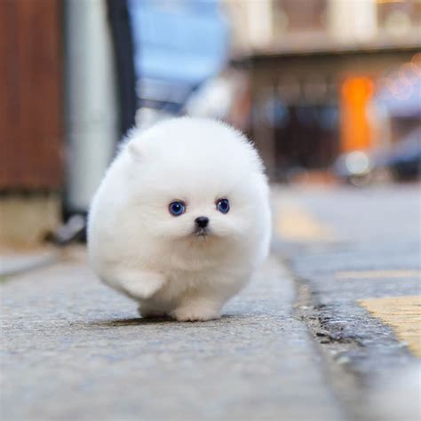 How Small Is A Teacup Pomeranian