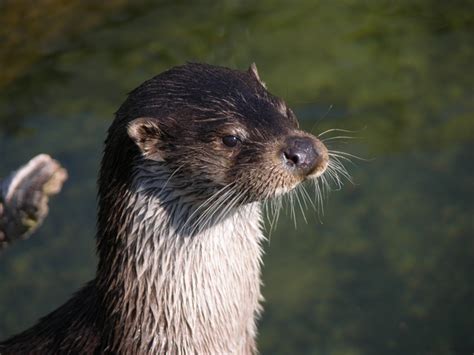 Eurasian Otter (Selected Mammals Of Borneo) · iNaturalist