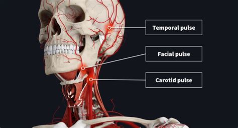 The anatomy of your pulse | Complete Anatomy