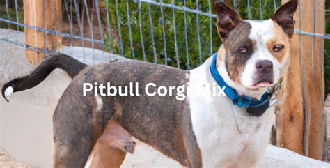 Pitbull Corgi Mix: Guide to A Unique and Loving Companion | The Pitbull ...