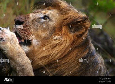 Lion eating meal hi-res stock photography and images - Alamy