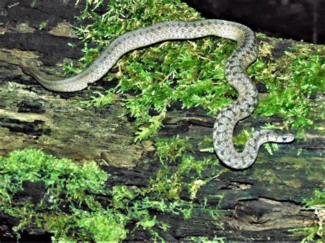 Baby Pygmy Rattlesnake: Sistrutus Miliarius In Palmyra Tennessee ...