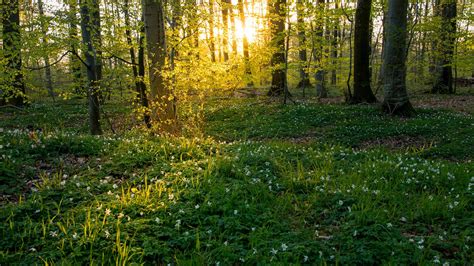 Bing HD Wallpaper Apr. 2, 2024: Beech trees and anemone wildflowers ...