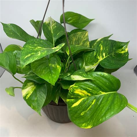 Golden Pothos Outdoor - Pothos Plant