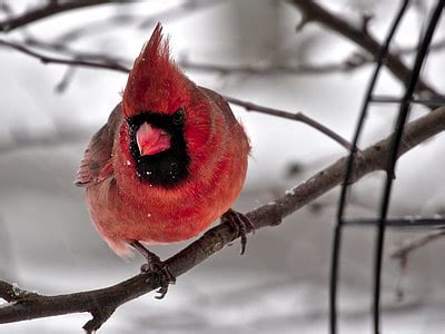 Royalty-Free photo: Depth of field photography of cardinal bird on brown wooden post | PickPik