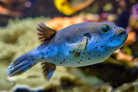 Dogface Puffer Fish: Species Profile, Pictures & Facts