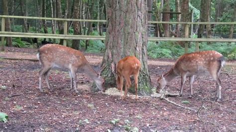 New Forest Wildlife Park - YouTube