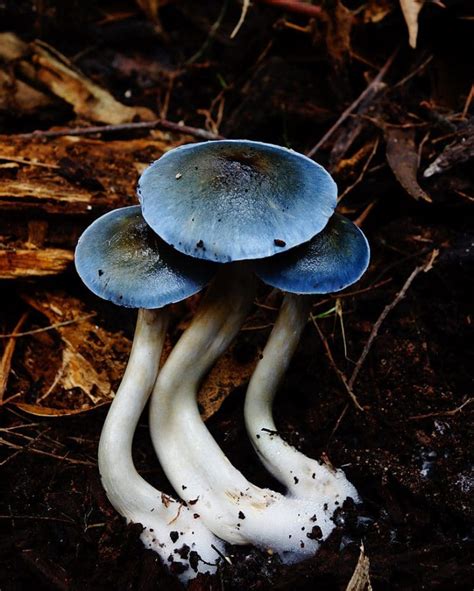 Psilocybe subaeruginosa: Australia’s Famed Magic Shroom | DoubleBlind Mag