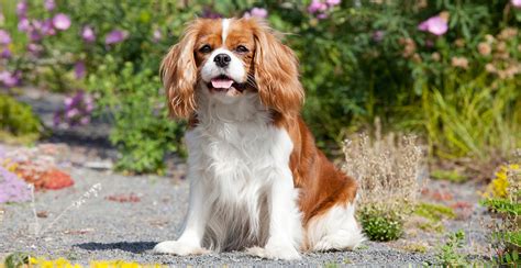 Cavalier King Charles Spaniel Guide (Breed Characteristics)