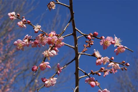 subjectiveday: Prunus mume and an introduction to fruit types