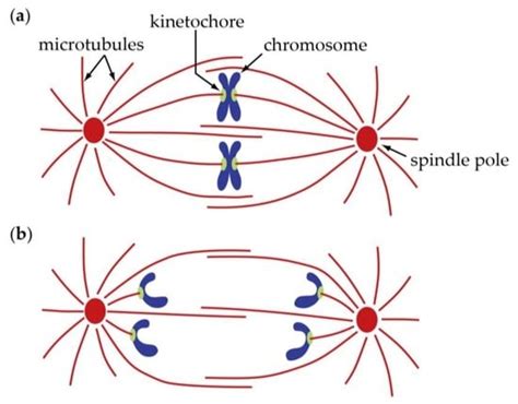 Biology | Free Full-Text | Anaphase A: Disassembling Microtubules Move Chromosomes toward ...