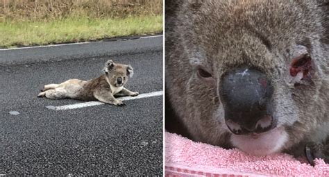 Koala left for dead and ignored by 12 motorists: 'Disgraceful'