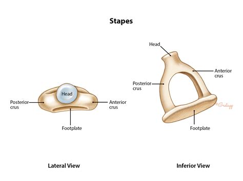 Middle Ear & Mastoid – Oto Surgery Atlas