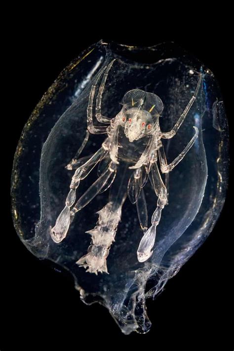 The microscopic magic of plankton | Deep sea creatures, Beautiful sea ...