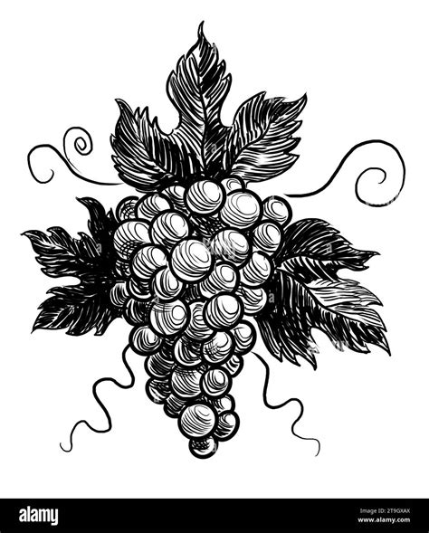 Bunch of grapes. Hand-drawn black and white drawing Stock Photo - Alamy