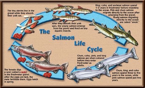 Coho Salmon Life Cycle