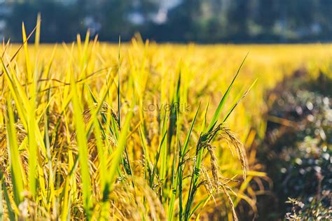 Golden Wheat Field High Resolution