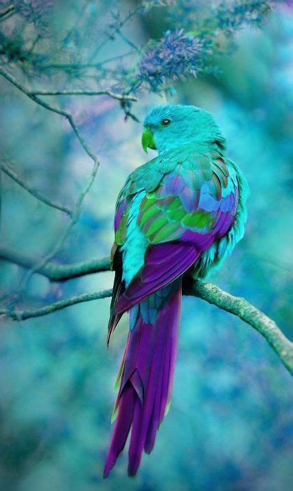 Turquoise and Purple ~ Australian Parrot | Australian parrots, Colorful ...