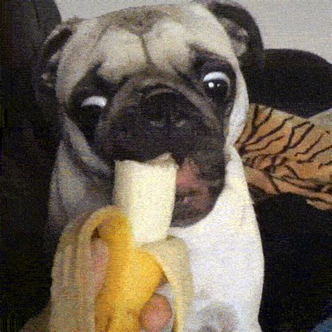 16 Dogs Eating Bananas. That Is All. - BarkPost