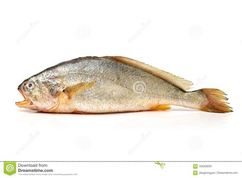 Yellow Croaker Fish stock image. Image of freshness - 105209291