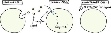 Cell signaling – Ekonomiskt och starkt ljus för hemmet