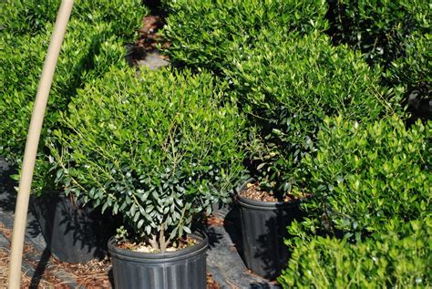 Ilex glabra Compacta - The Site Gardener