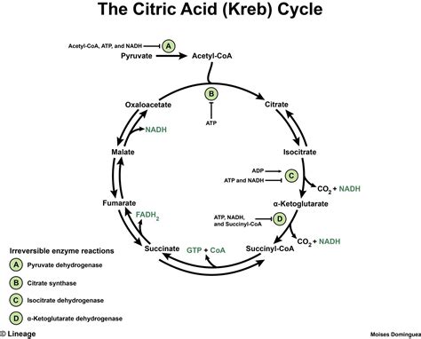 Citric Acid Cycle