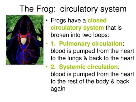 Frog Circulatory System Diagram