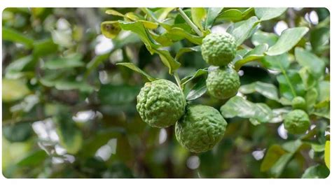 5 Citrus Bergamot Benefits: Dosage & Safety | The Botanical Institute