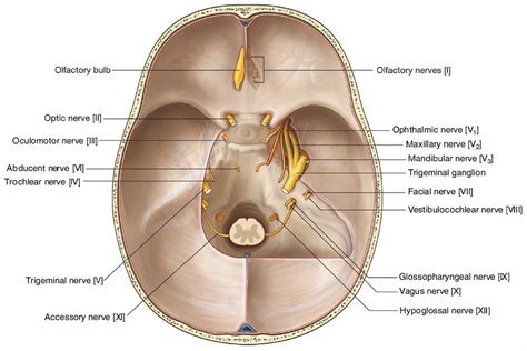 Trigeminal nerve anatomy, branches, distribution, function, damage & pain