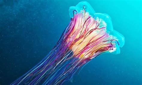 Spanish Dancer Jellyfish - Google Search | reference | Pinterest | Spanish, Jellyfish and ...