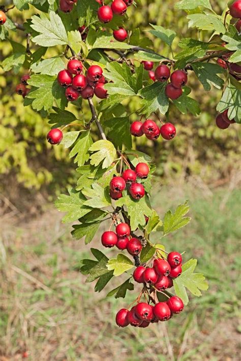 Hawthorn berries stock photo. Image of berry, medicine - 34815426