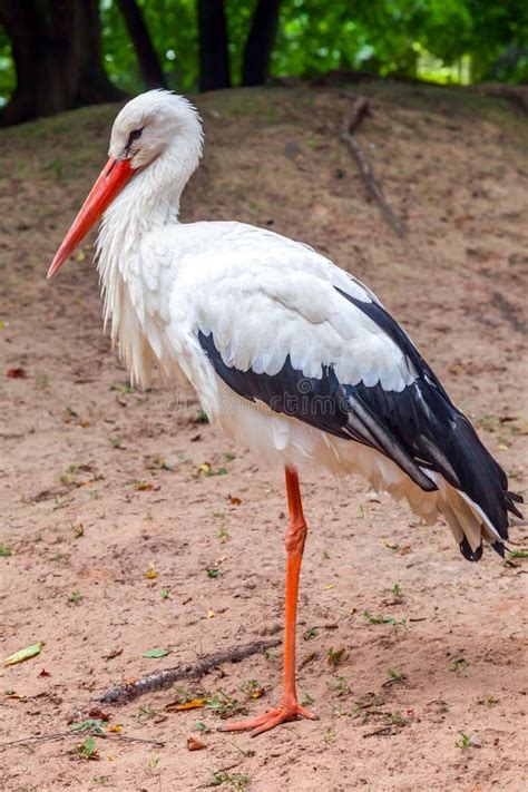 White stork stock photo. Image of birth, outdoor, bird - 3518390