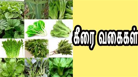 கீரை வகைகள் /keerai vagaigal /keerai vagaigal in tamil/keerai types in ...